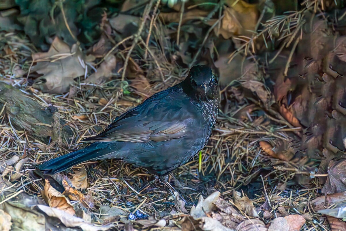 13798 - Игорь Сикорский 13798 - Игорь Сикорский