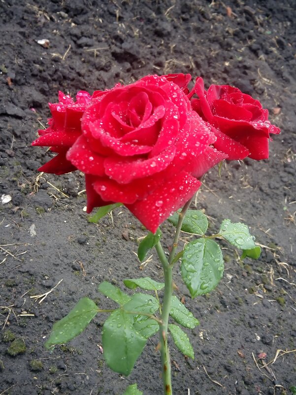 ,,, - Сергей Тимоновский ,,, - Сергей Тимоновский