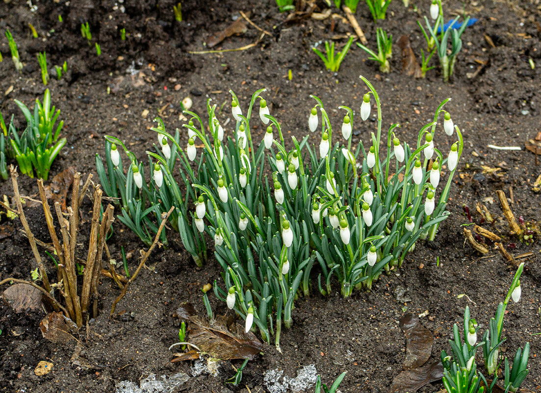 В Петербург пришла весна! - Ирина Соловьёва В Петербург пришла весна! - Ирина Соловьёва