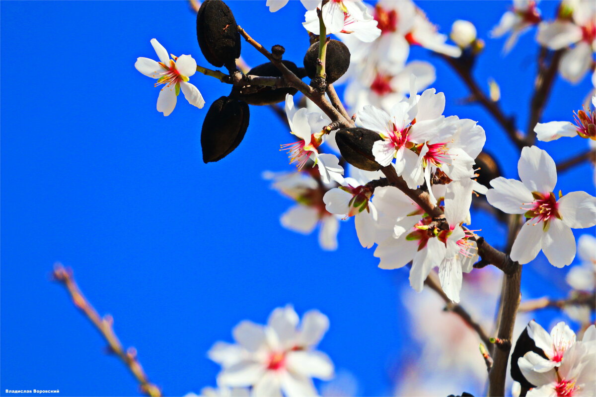 Природа 2025 - Владислав Воровский Природа 2025 - Владислав Воровский