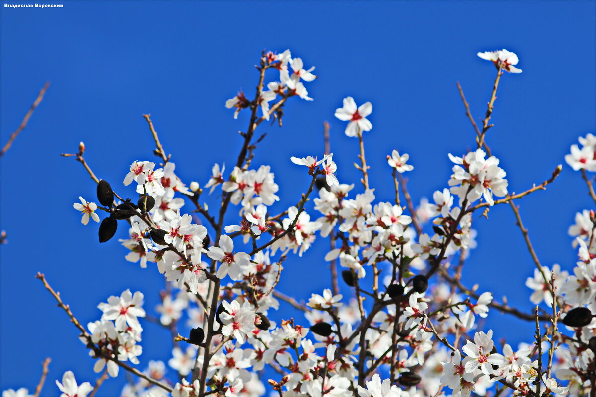 Природам 2025 - Владислав Воровский Природам 2025 - Владислав Воровский