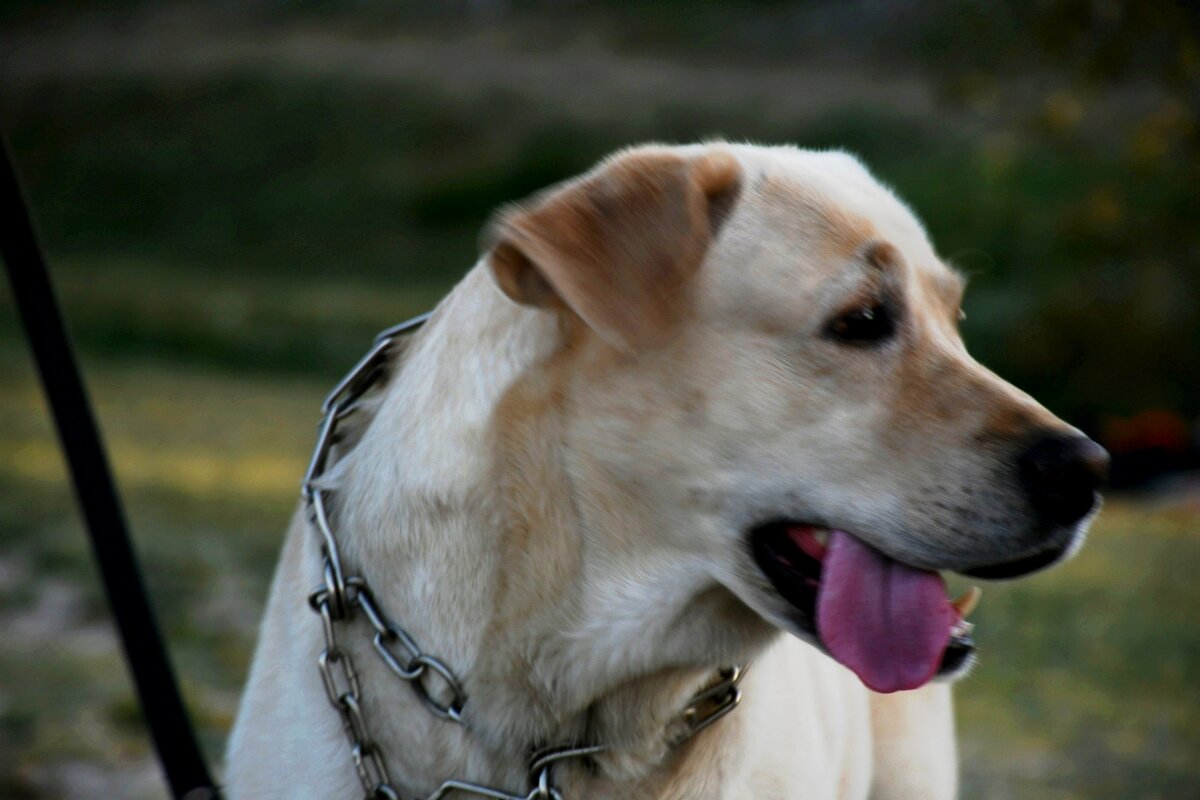 Вилли - Татьяна Евдокимова Вилли - Татьяна Евдокимова