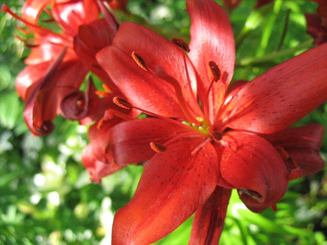 Лилия - Андрей Л. В. Лилия - Андрей Л. В.