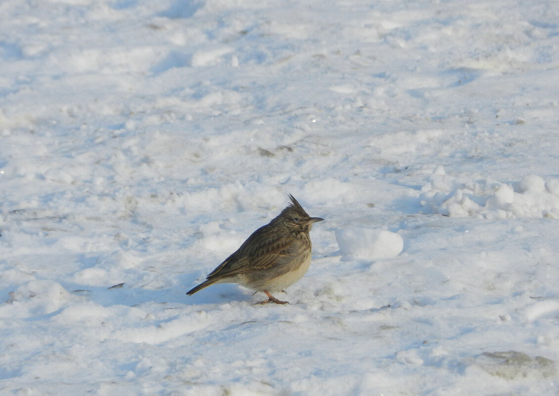 *** - Лера *** - Лера