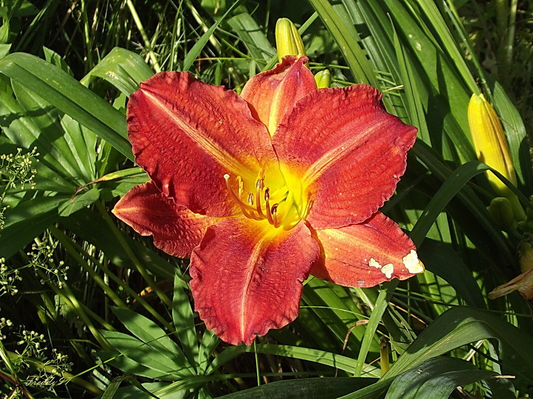 Лилейник - Freddy 97