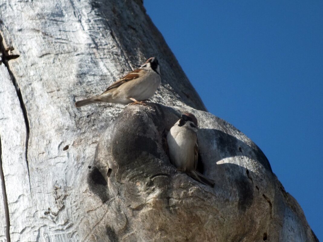 ** - Зоя Мишина ** - Зоя Мишина