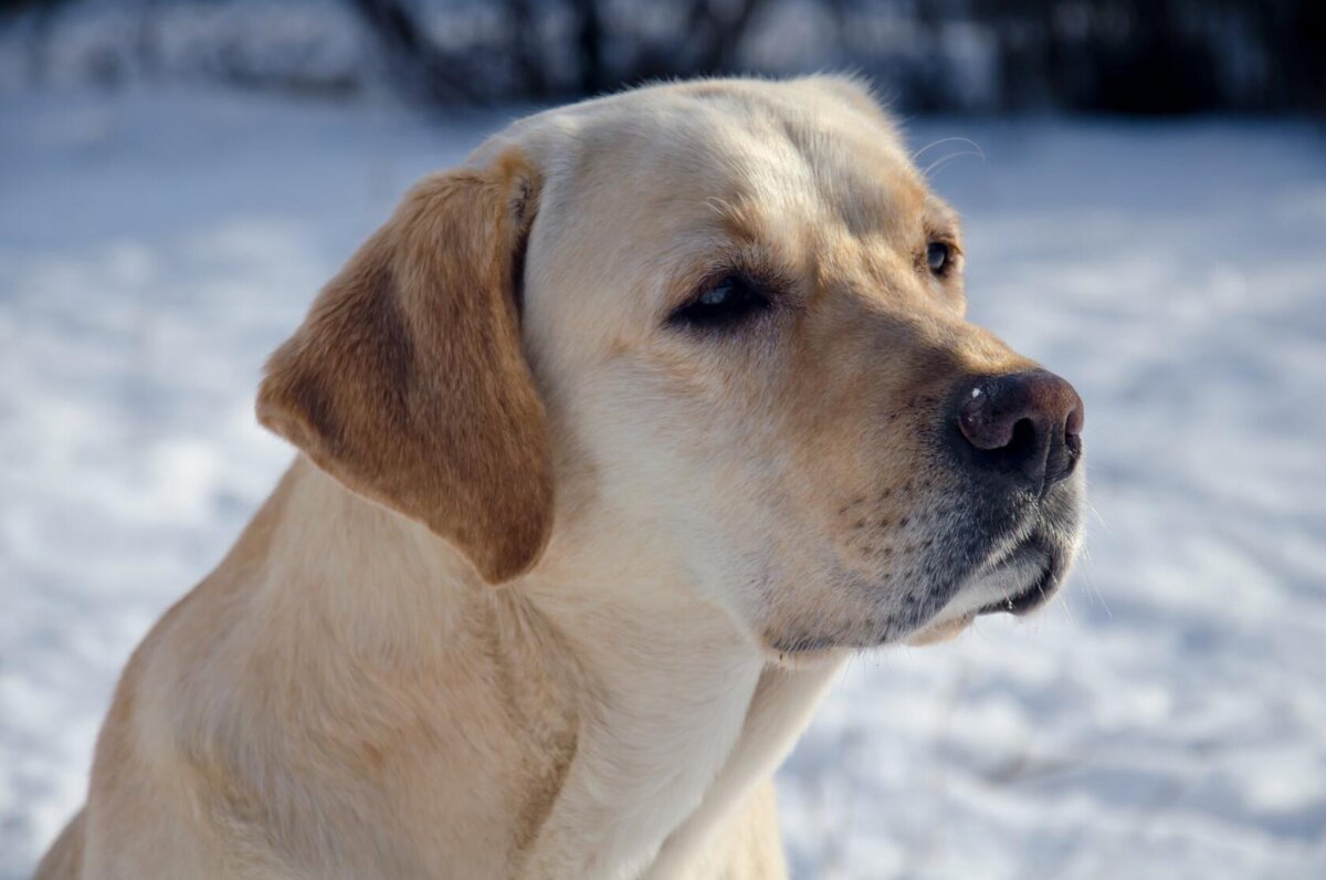 Вилли 2 вариант)) - Татьяна Евдокимова Вилли 2 вариант)) - Татьяна Евдокимова