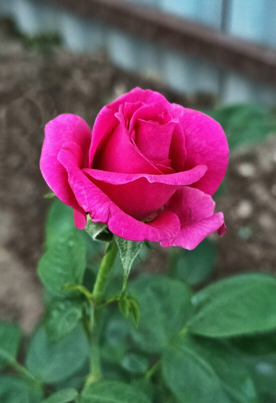 Роза - Валерий Судачок