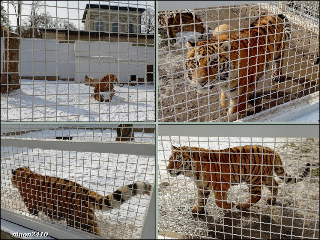 В ростовском зоопарке - Нина Бутко В ростовском зоопарке - Нина Бутко