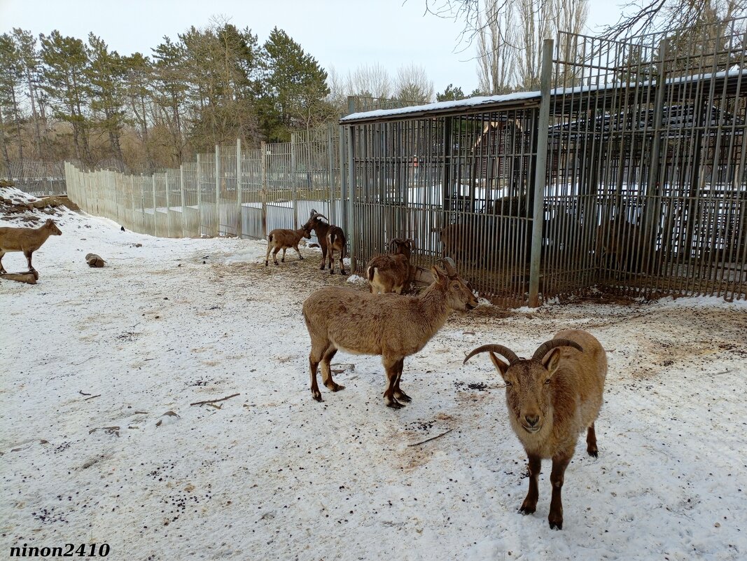 В ростовском зоопарке - Нина Бутко