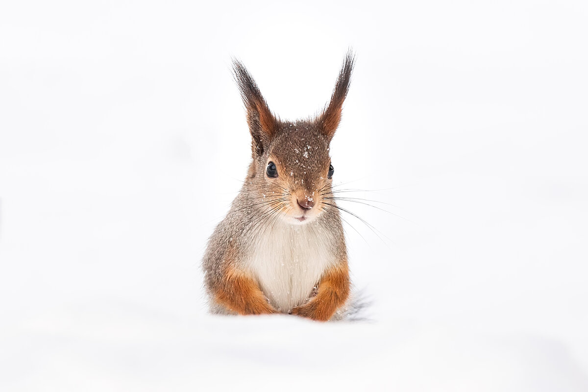 Белка в снегу - Alex Bush Белка в снегу - Alex Bush