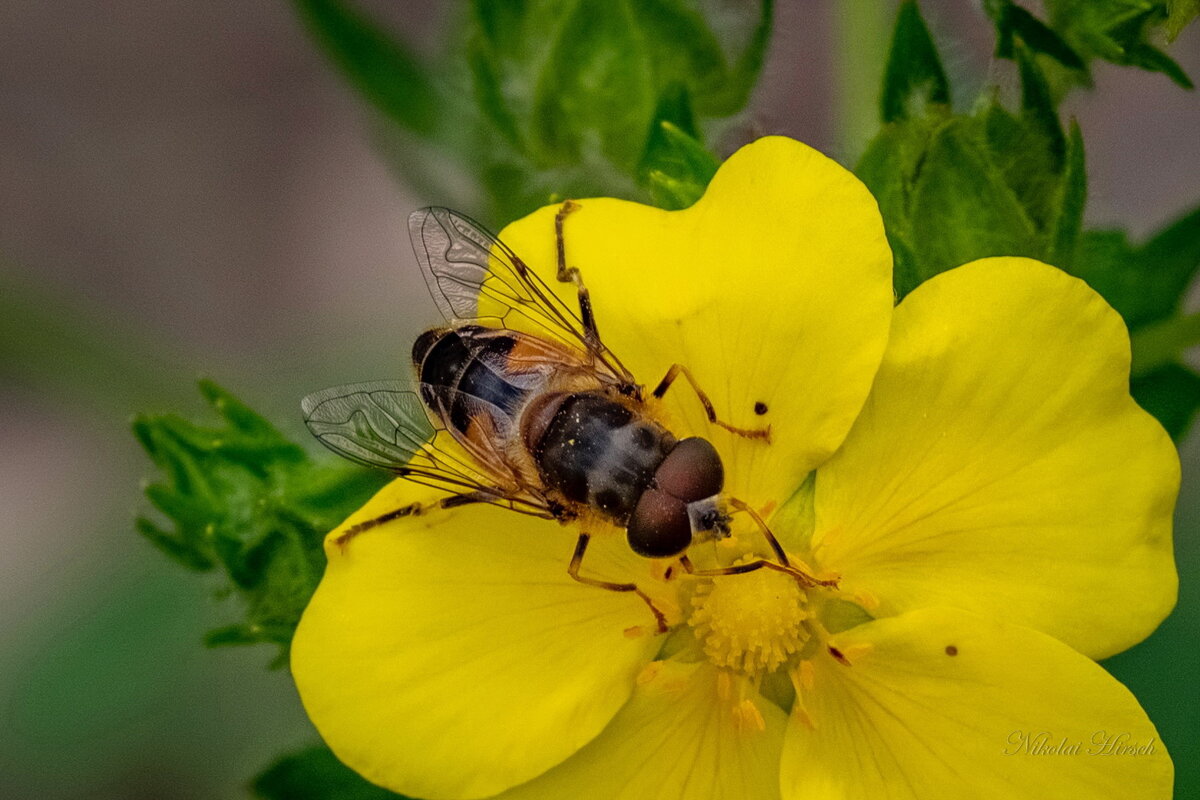 Про журчалку... - Николай Гирш Про журчалку... - Николай Гирш