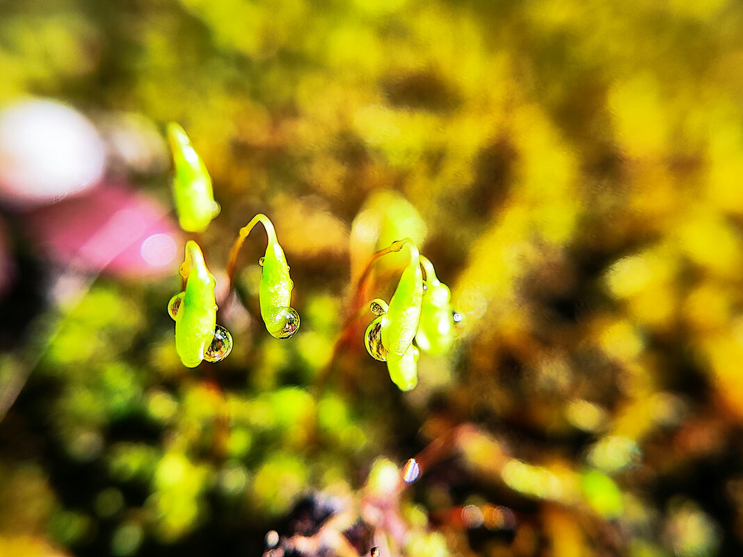 капельки - igor G. капельки - igor G.