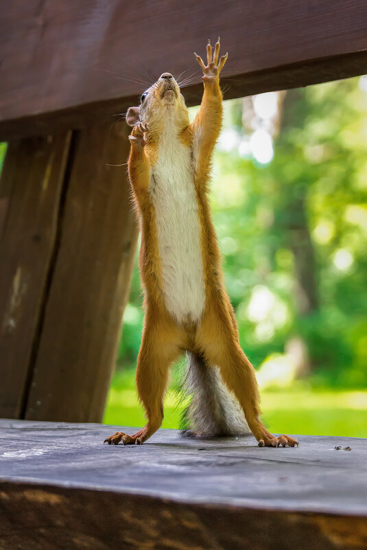 Белка на лавке - Alex Bush Белка на лавке - Alex Bush