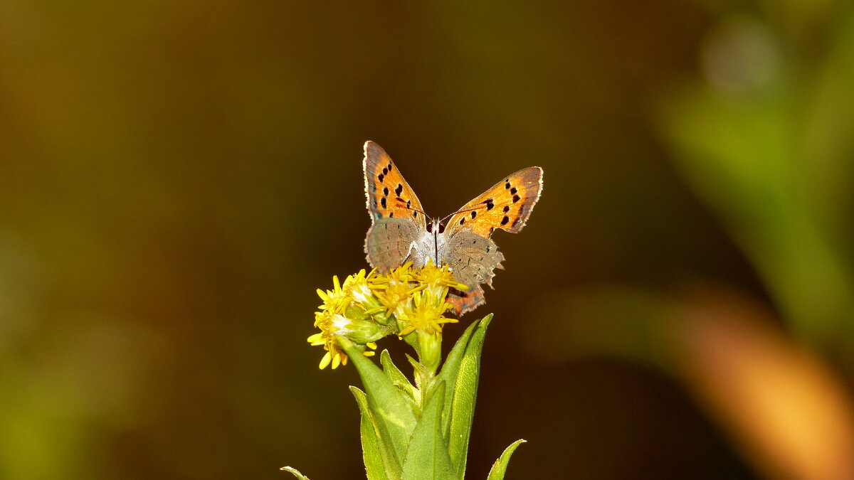 опять про бабочек 425 - Александр Прокудин опять про бабочек 425 - Александр Прокудин