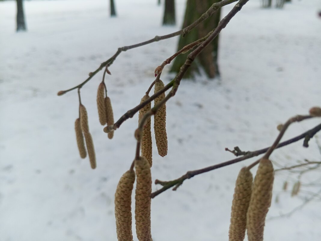 Орешник - Сапсан 