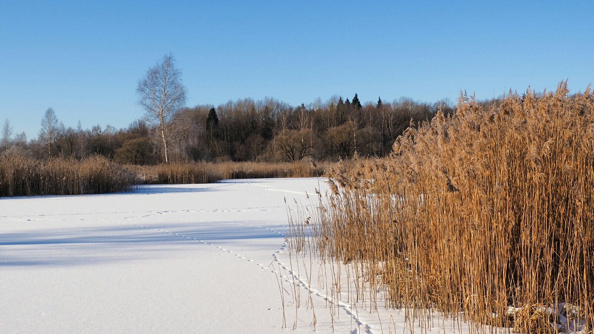 Следы "невиданных" зверей. - Милешкин Владимир Алексеевич 