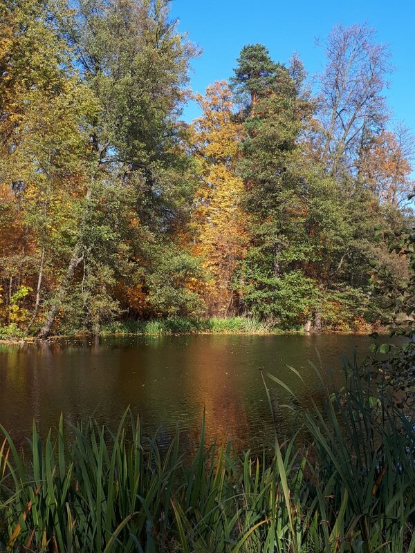 Осень . - Надежда 