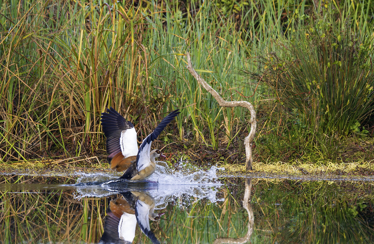 Пленэр. - Alexander Amromin