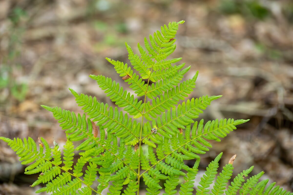 Папоротник - Игорь Сикорский