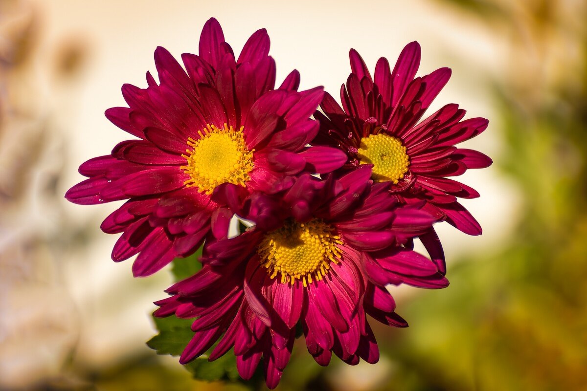 Хризантемы - Игорь Сикорский Хризантемы - Игорь Сикорский