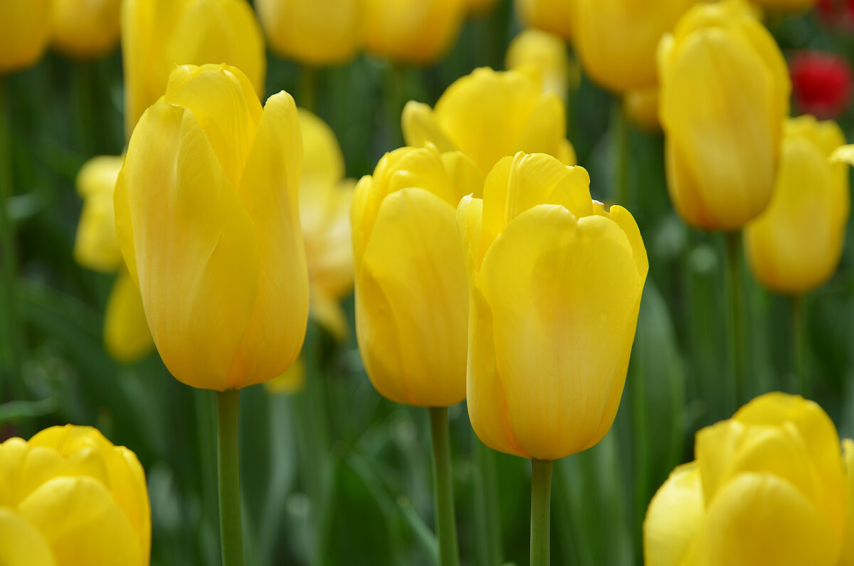 Тюльпаны - Валерий Пославский