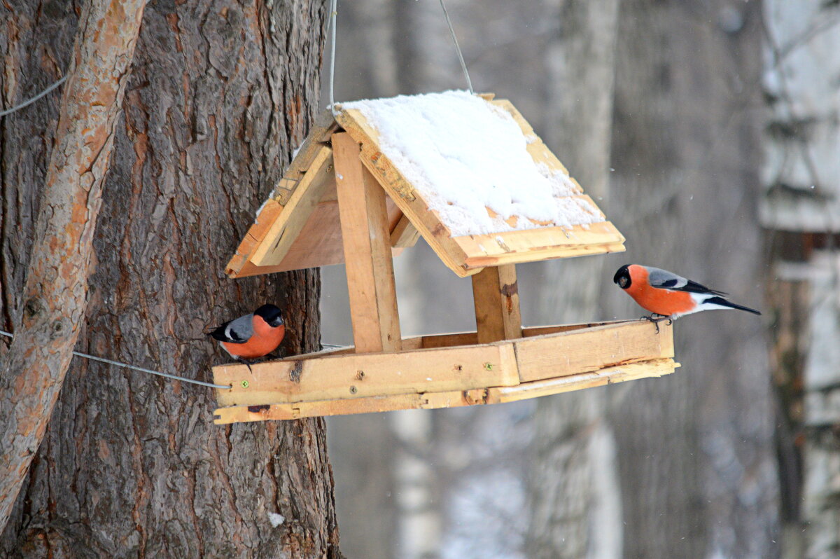 Лесная кормушка - Татьяна Лютаева Лесная кормушка - Татьяна Лютаева