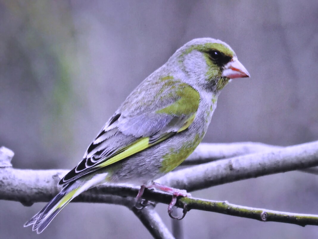 Зеленушка прилетела - Людмила Смородинская Зеленушка прилетела - Людмила Смородинская