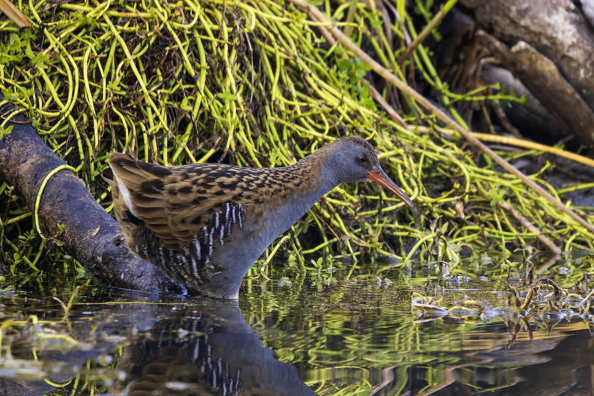 Водяной пастушок. - Alexander Amromin