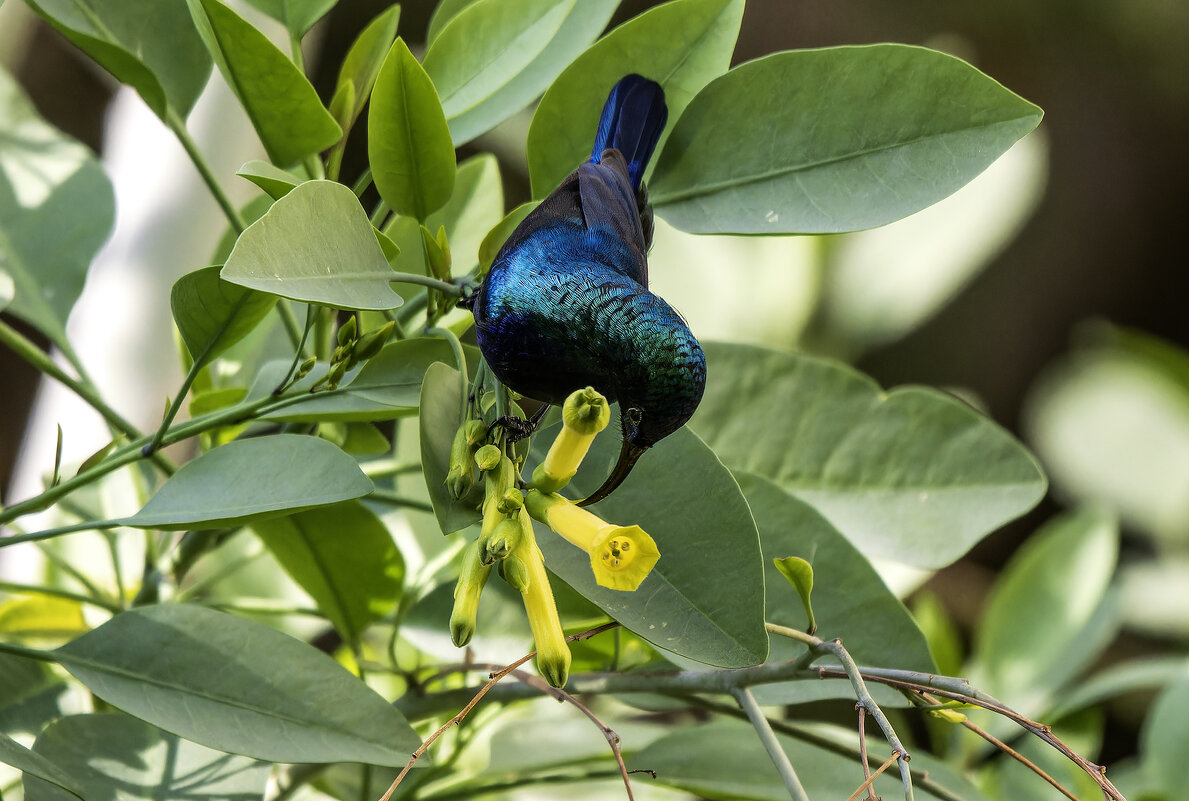 Палестинская нектарница. - Alexander Amromin Палестинская нектарница. - Alexander Amromin