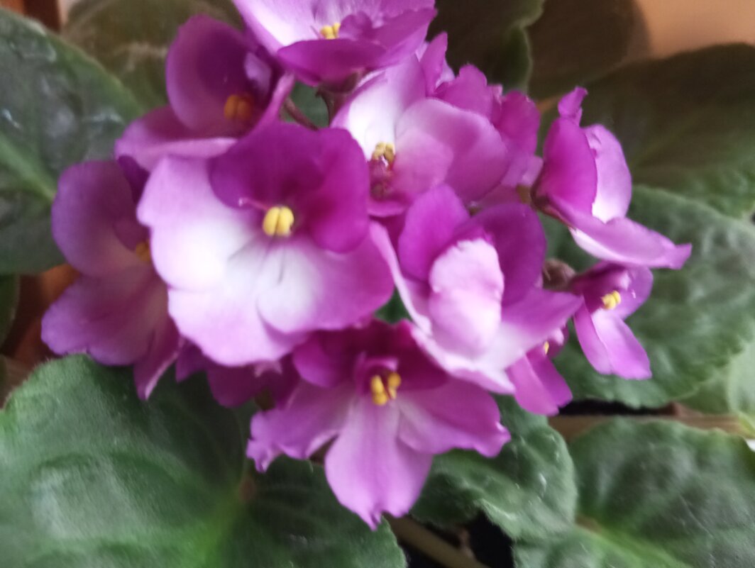 Фиалка - Елена Семигина Фиалка - Елена Семигина