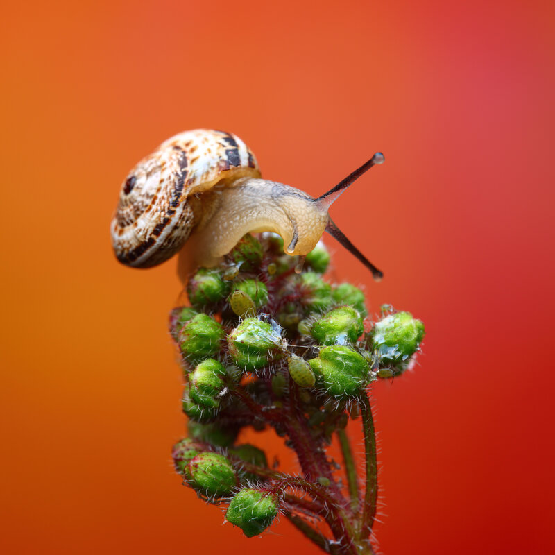 *** - Евгений Фруман