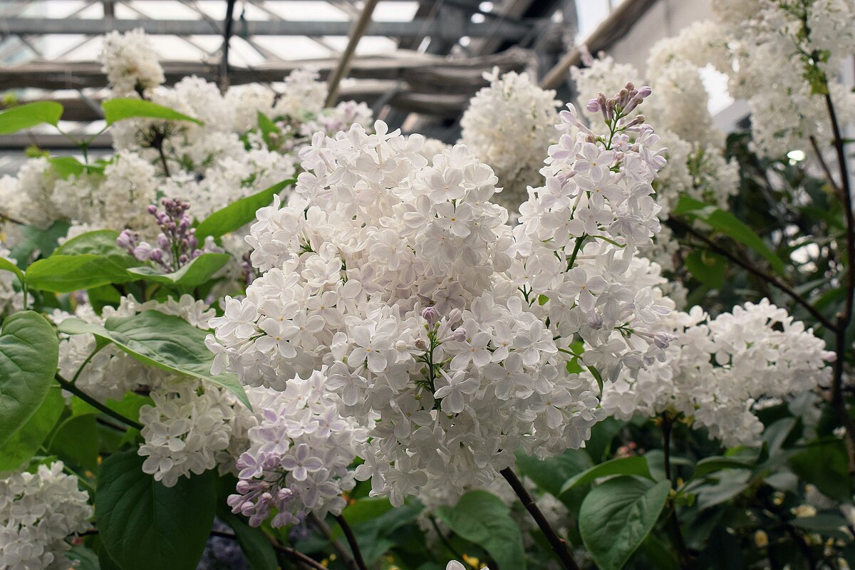 Дурман благоуханья. - Татьяна Помогалова