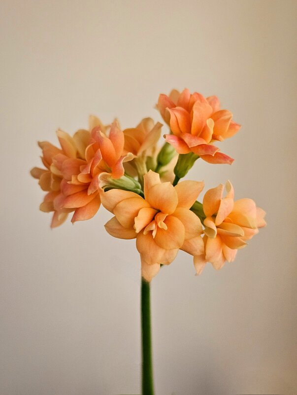 Комнатные растения - Юлия Голикова