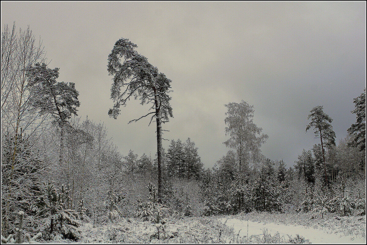 Зимний лес - Aleksandr Gal