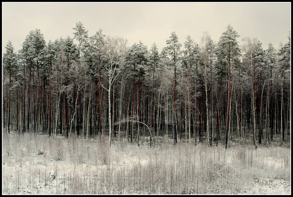 Зимний лес - Aleksandr Gal