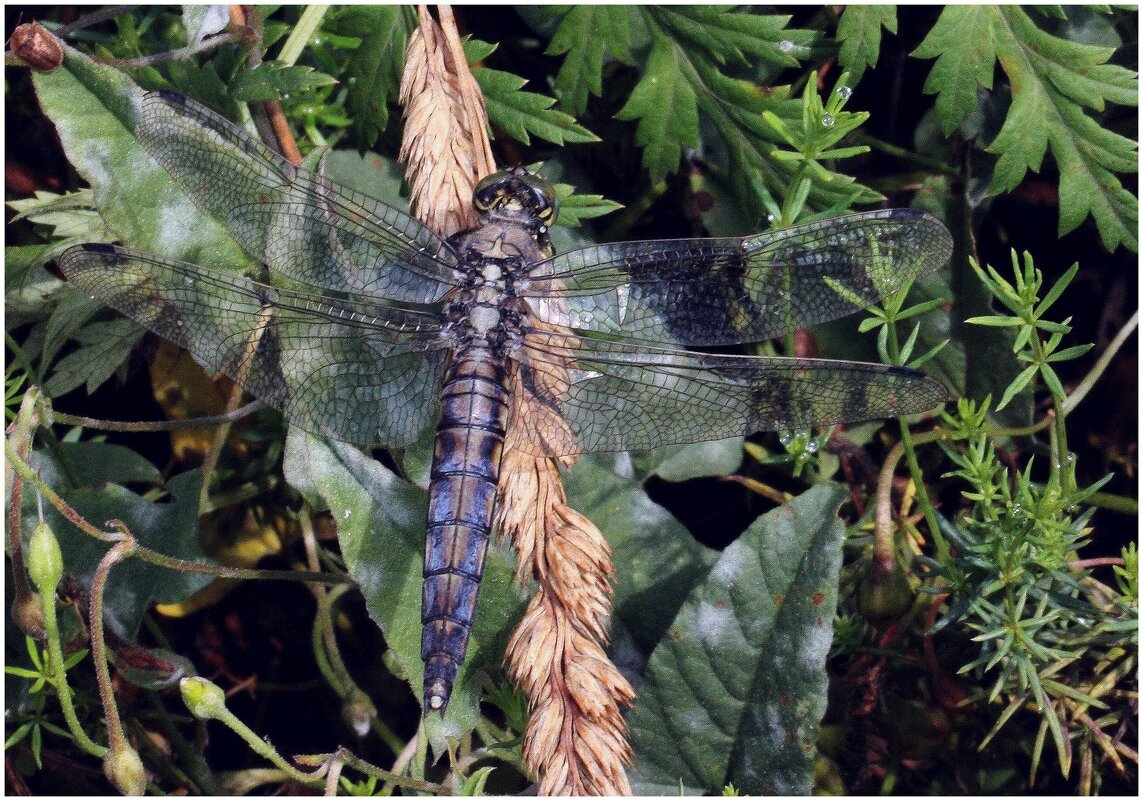 Большая стрекоза - ZNatasha - Большая стрекоза - ZNatasha -
