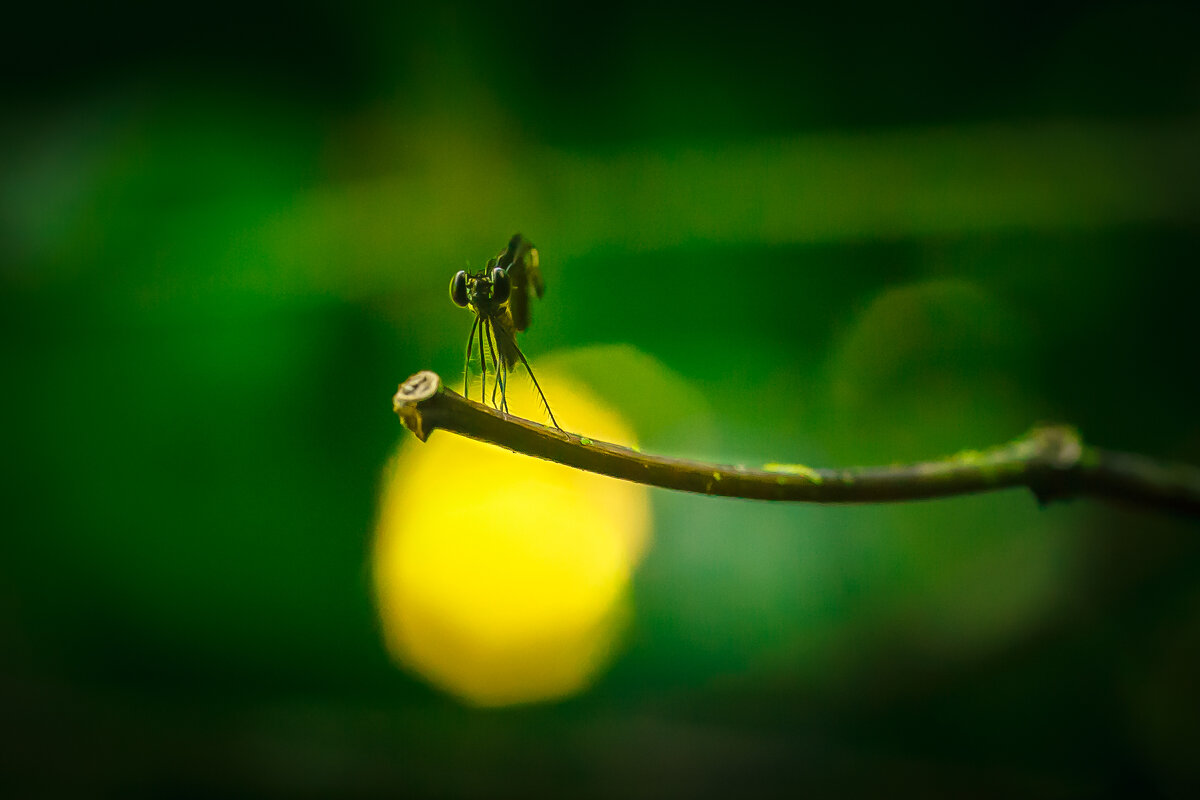 *** - алексей афанасьев *** - алексей афанасьев