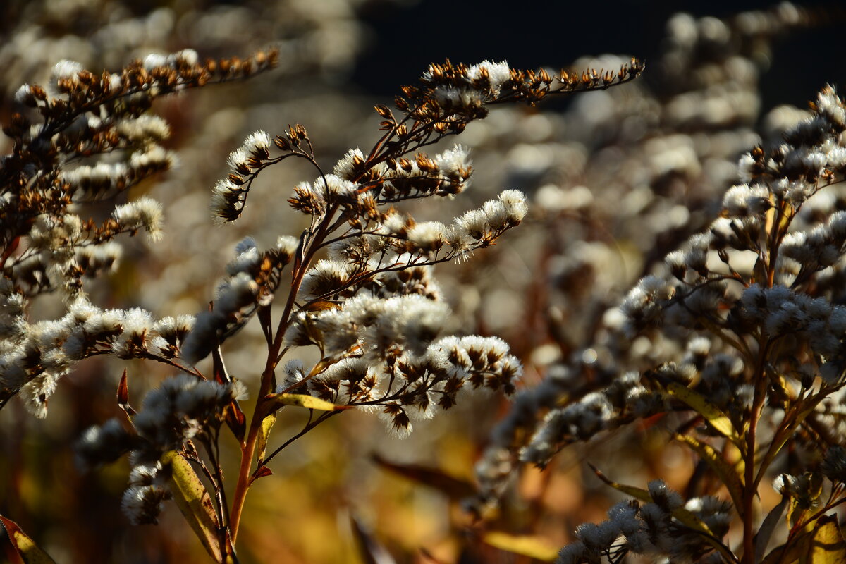 Осенний этюд. - Михаил Колосов Осенний этюд. - Михаил Колосов