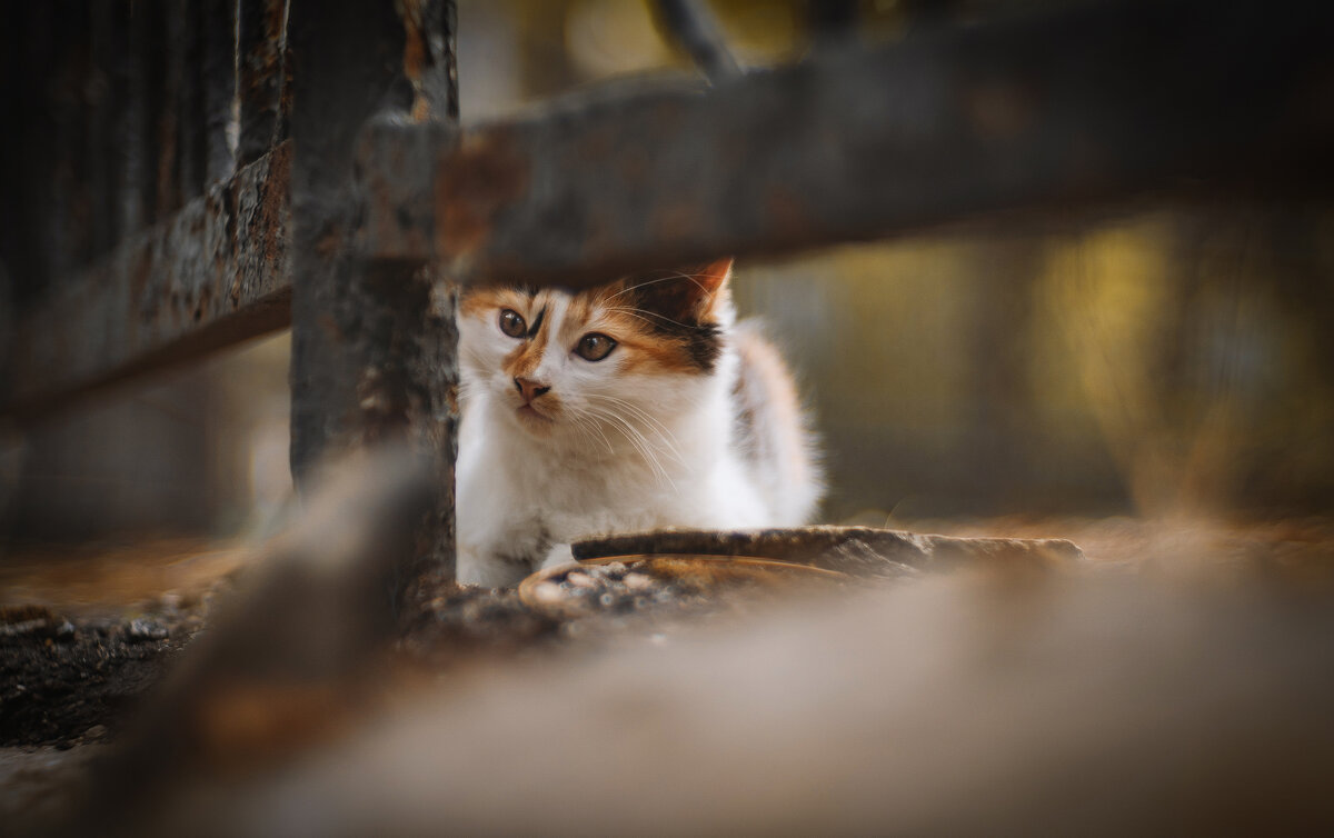 Взгляд. - Анатолий Щербак