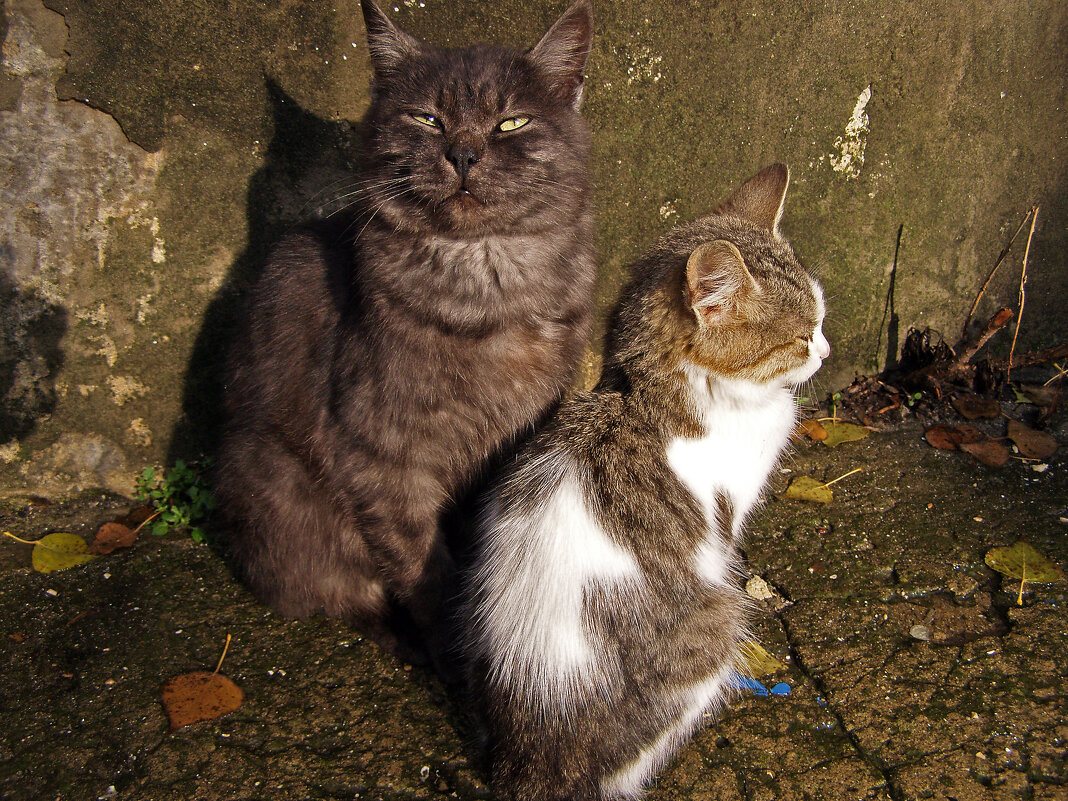 солнечная ванна - Всеволод 