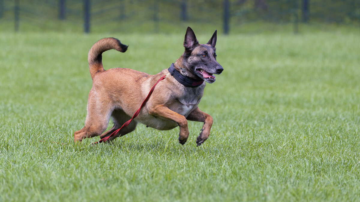 В погоне - Владимир Кириченко wlad113 В погоне - Владимир Кириченко wlad113