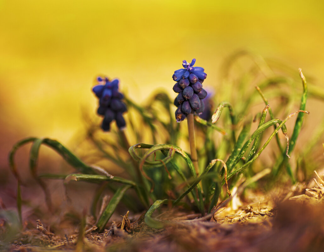 *** - Яна Горбунова