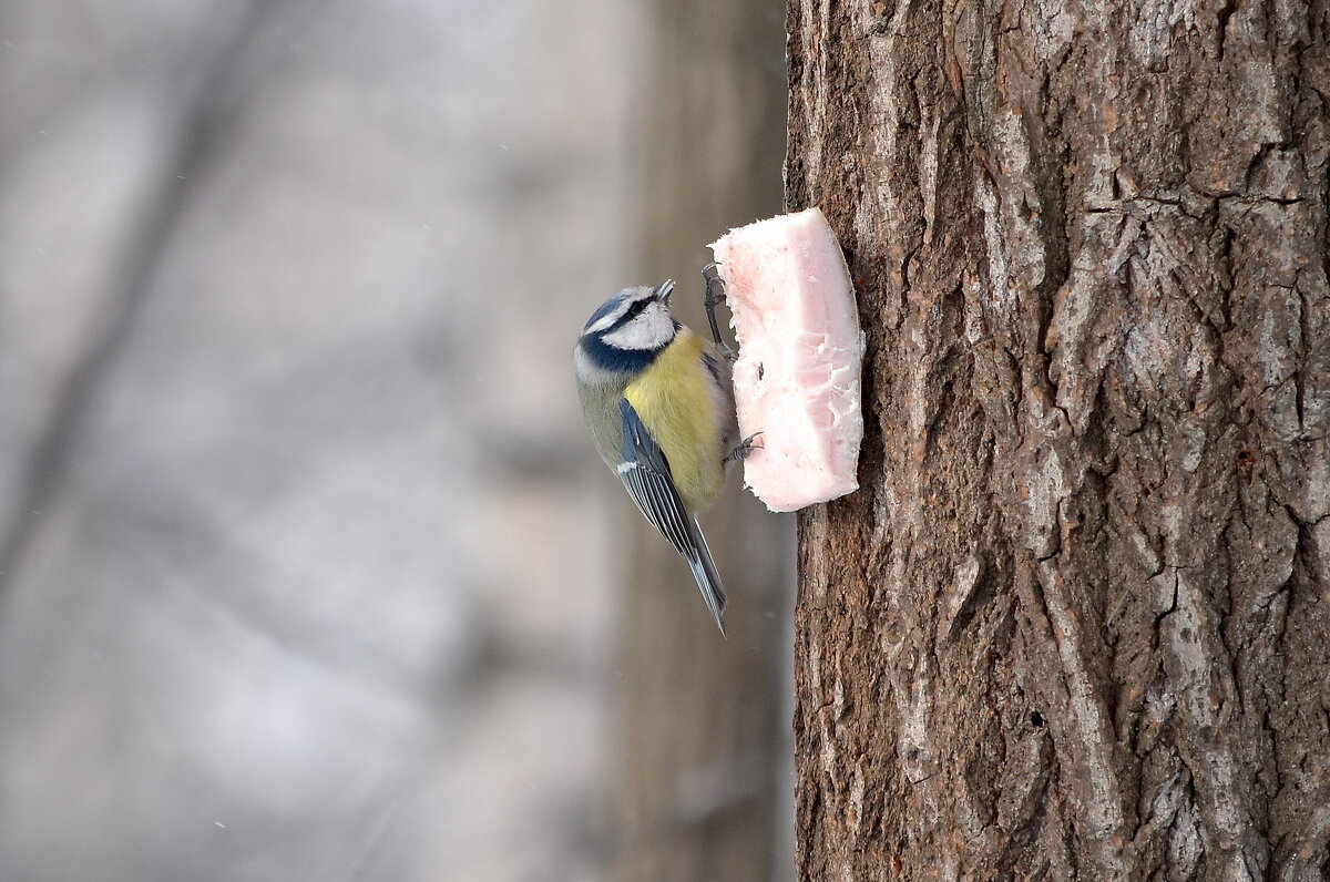 лазоревка - Алексей . лазоревка - Алексей .