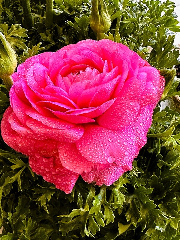 РАНУНКУЛЮС   Rosa  Chiaro - Анатолий Малобродский