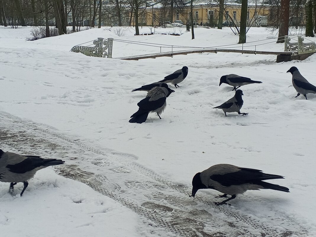 Вороны - Сапсан 