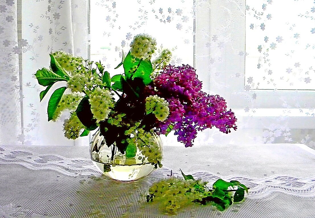 СИРЕНЬ - ivana 