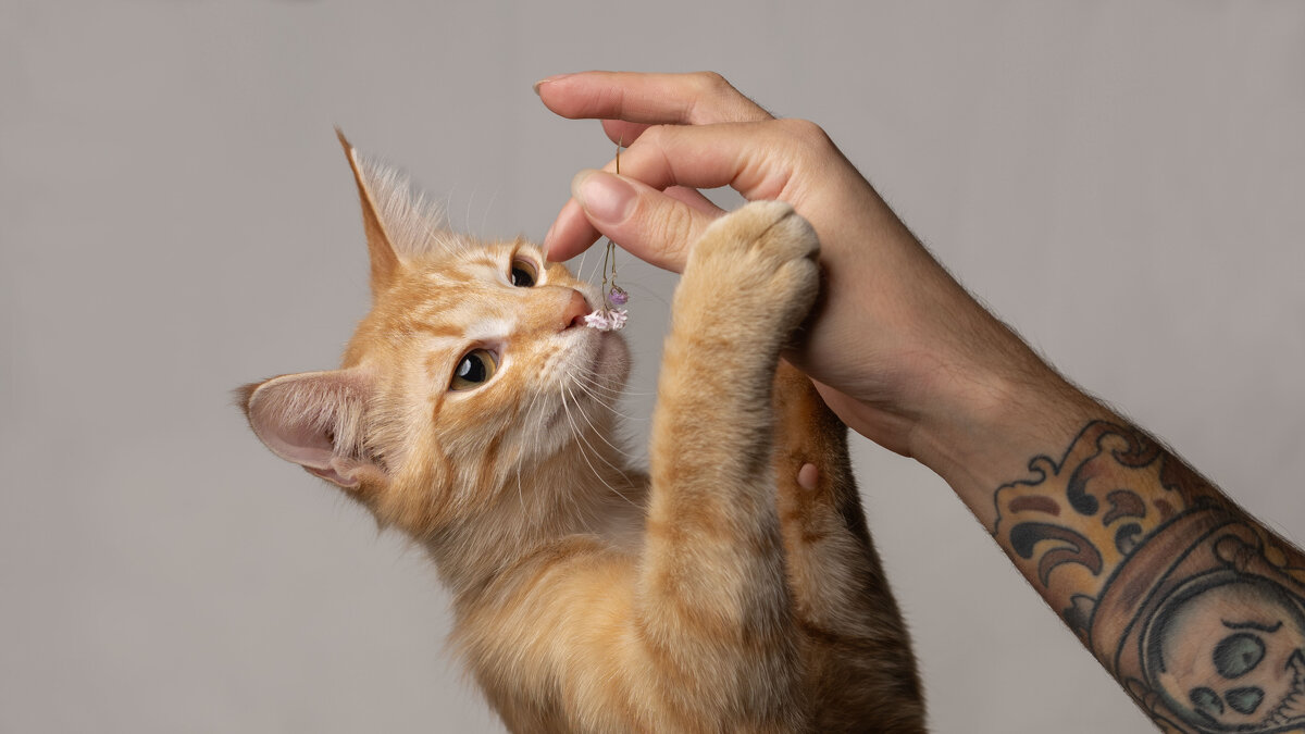 Романтик - IRINA Романтик - IRINA