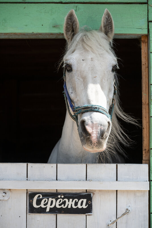 Сережа - IRINA Сережа - IRINA