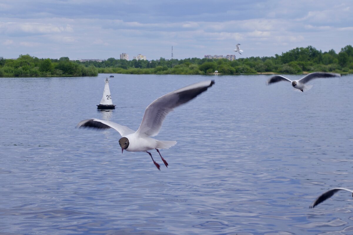Любопытные чайки - Сергей Швечков Любопытные чайки - Сергей Швечков